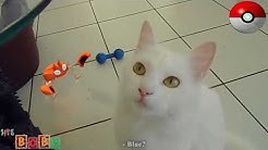 GATOS CAÇADORES DE POKÉMON